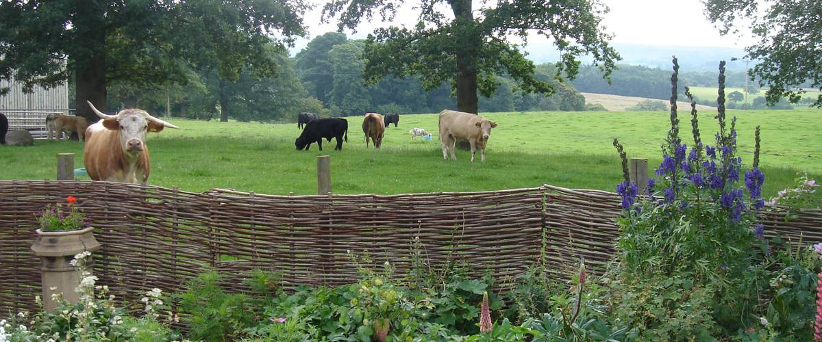 What's on around Yew Tree Farm Cows in the field