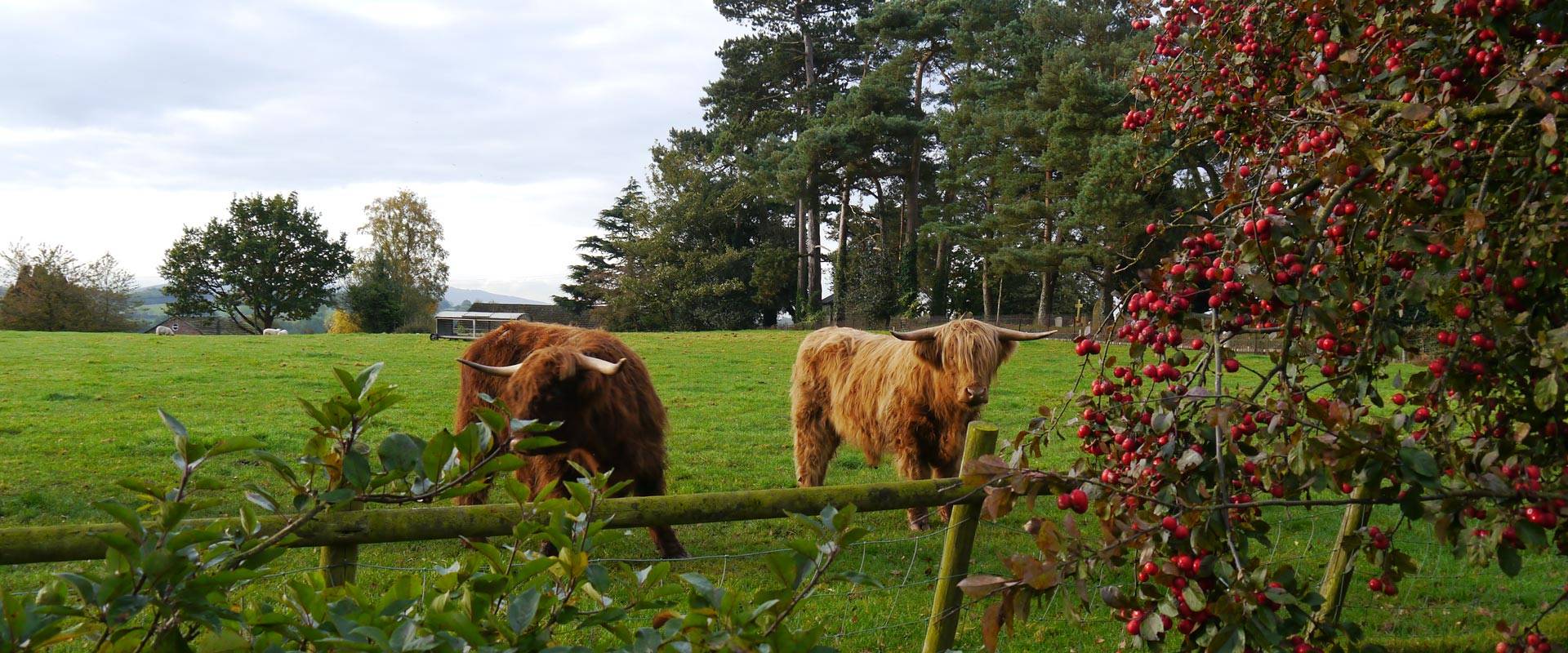 Yew Tree Farm Bed & Breakfast Lake